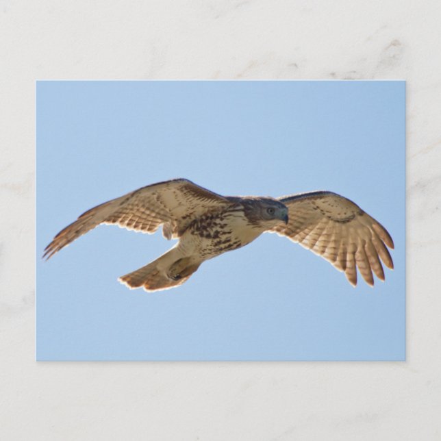 Red Tail Hawk Postkarte (Vorderseite)