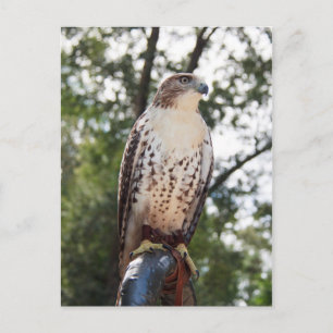 Red-Tail Hawk Postkarte