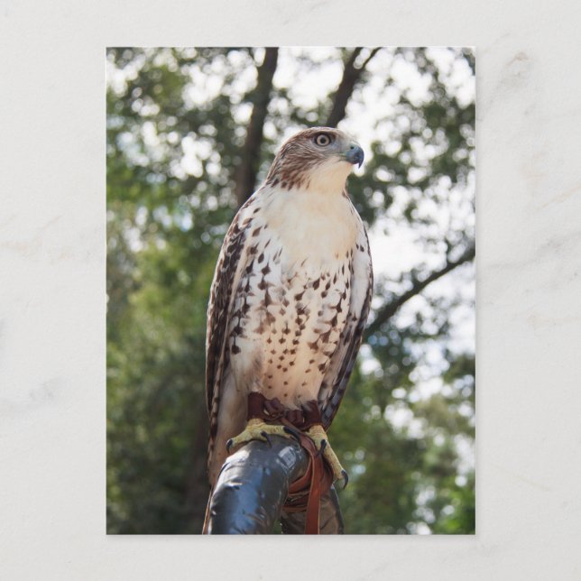 Red-Tail Hawk Postkarte (Vorderseite)