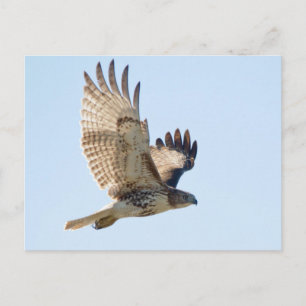 Red Tail Hawk Postkarte