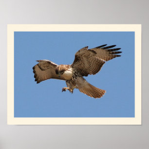 Red Tail Hawk Print Poster