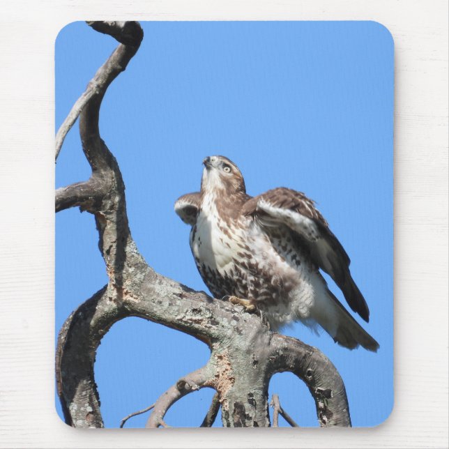 Red Tail Hawk zum Start bereit Mousepad (Vorne)