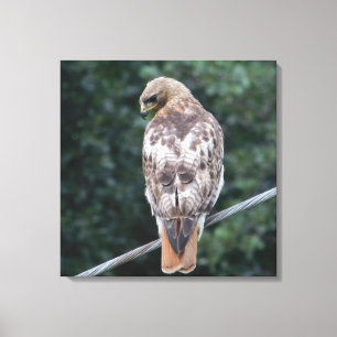 Red Tail Hawk (Zurück) Canvas Print Leinwanddruck