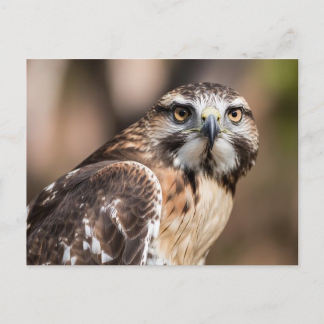 Red-tailed hawk looking with anger postkarte (Vorderseite)