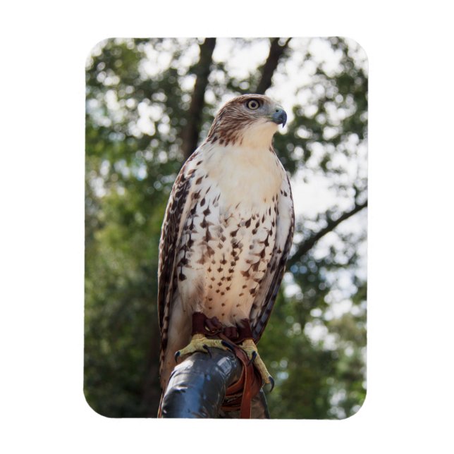 Red-Tailed Hawk Magnet (Vertikal)