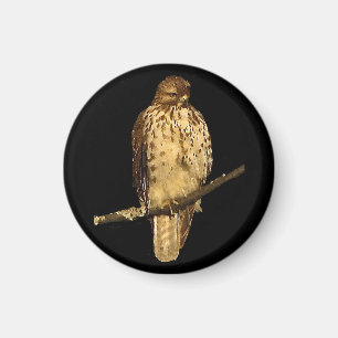 Red Tailed Hawk Magnet