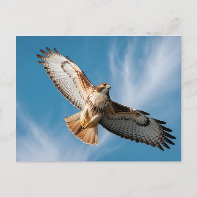 Red-tailed hawk postkarte (Vorderseite)