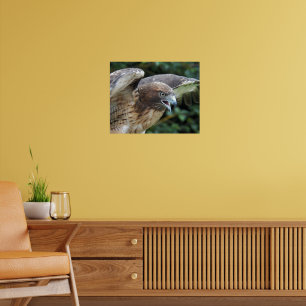 Red-tailed Hawk Raptor Photographic Poster