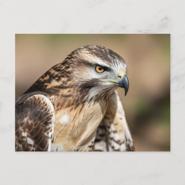 Red-tailed hawk Seating Postkarte (Vorderseite)