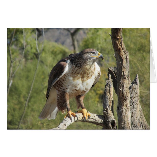 Red Tailing Hawk (Vorderseite (Horizontal))