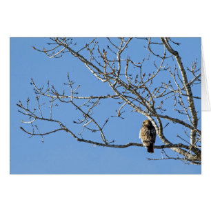 Red Tailing Hawk