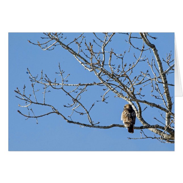 Red Tailing Hawk (Vorderseite (Horizontal))
