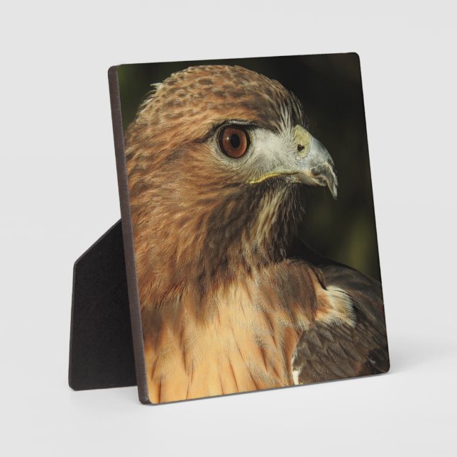 Red Tailing Hawk Desktop Plaque Fotoplatte (Vorderseite)