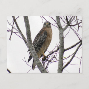 Red Tailing Hawk Foto Postcard Postkarte