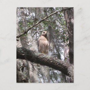 Red Tailing Hawk Foto Postcard Postkarte