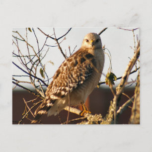 Red Tailing Hawk Foto Postcard Postkarte