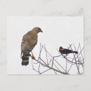 Red Tailing Hawk Foto Postcard Postkarte