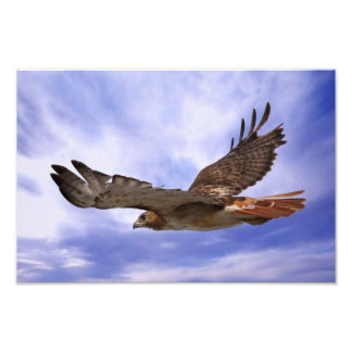 Red Tailing Hawk Fotodruck