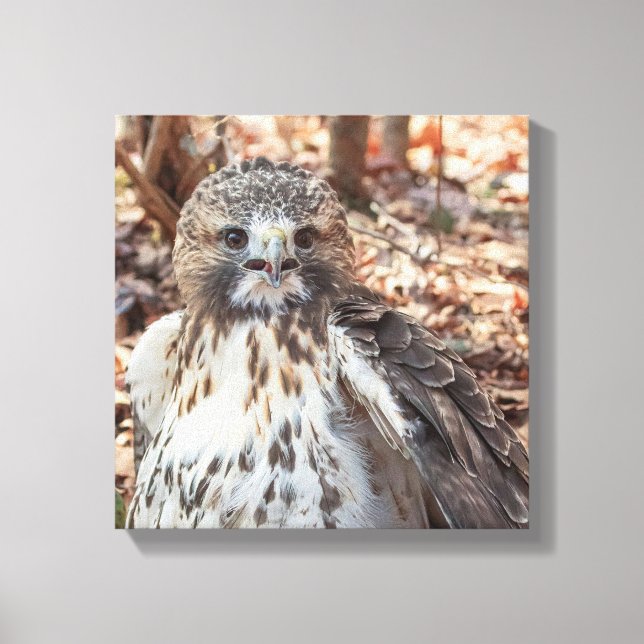 Red Tailing Hawk Leinwanddruck (Vorderseite)