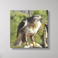 Red Tailing Hawk