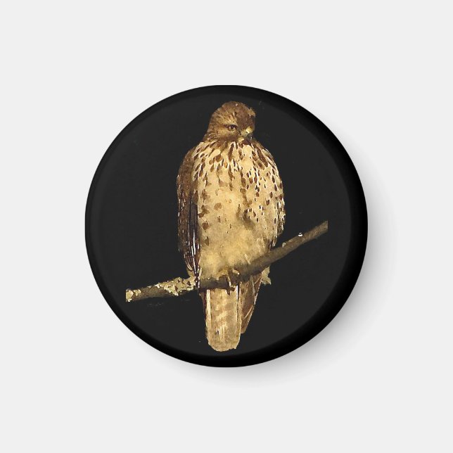 Red Tailing Hawk Magnet (Vorne)