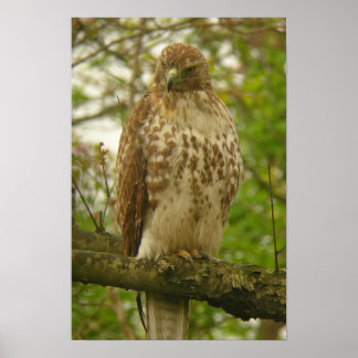Red Tailing Hawk Poster
