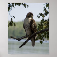 Red Tailing Hawk