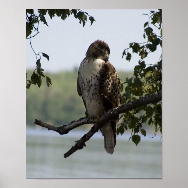 Red Tailing Hawk Poster (Vorne)