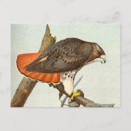Red Tailing Hawk Postkarte