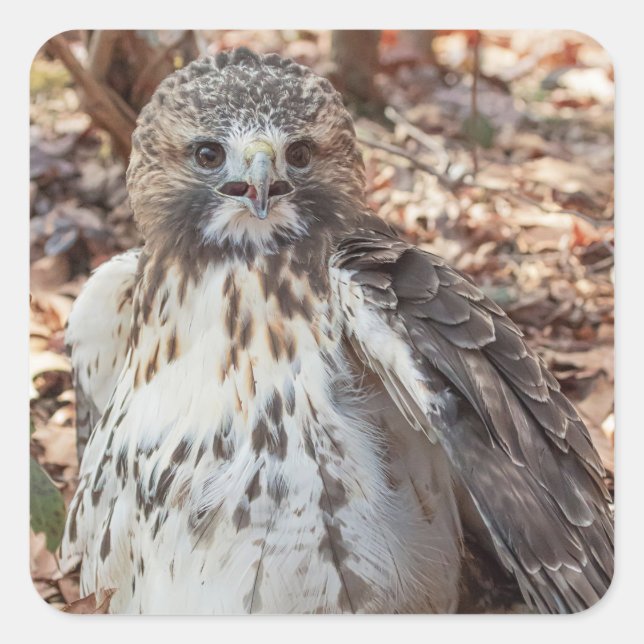 Red Tailing Hawk Quadratischer Aufkleber (Vorderseite)