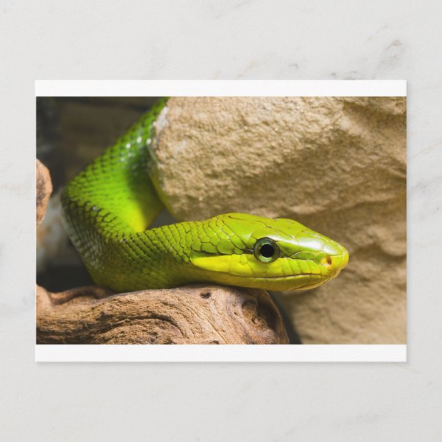 Red Tails Racer Postkarte (Vorderseite)