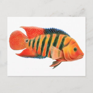 Red Terror Cichlid Postkarte
