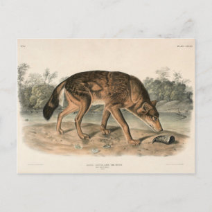 Red Texan Wolf (Canis lupus) aus Nordamerika Postkarte