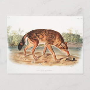Red Texan Wolf von John Woodhouse Audubon Postkarte