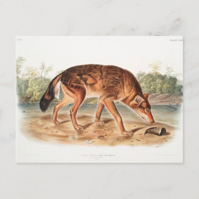 Red Texan Wolf von John Woodhouse Audubon Postkarte (Vorderseite)
