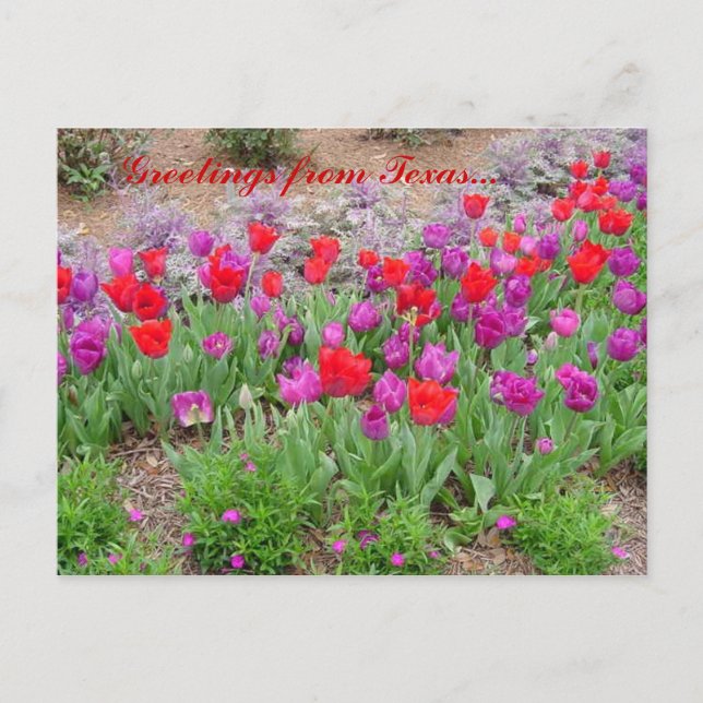 RED TeXaS Grüße Postkarte (Vorderseite)