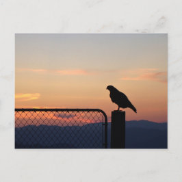 Red Tged Hawk at Sunset, Humboldt Landkreis, CA Postkarte