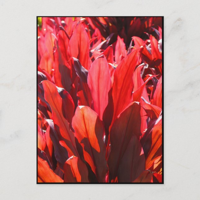 Red Ti Postkarte (Vorderseite)