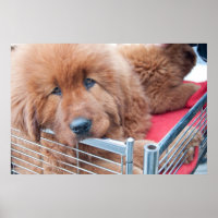 Red Tibetan Mastiff