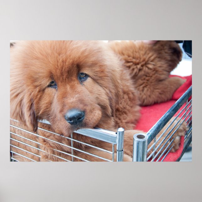 Red Tibetan Mastiff Poster (Vorne)