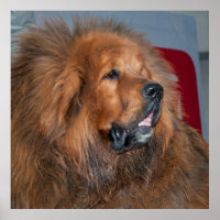 Red Tibetan Mastiff