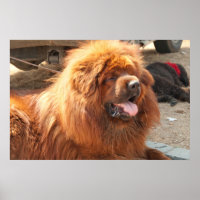 Red Tibetan Mastiff