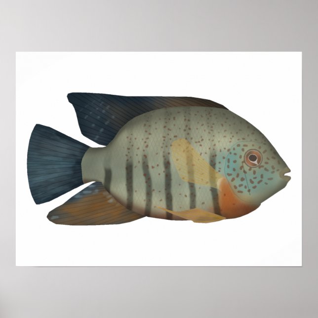 Red Tiger Severum Poster (Vorne)
