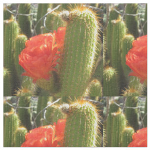 Red Torch Cactus Stoff