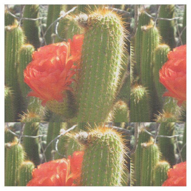 Red Torch Cactus Stoff (Nahaufnahme)