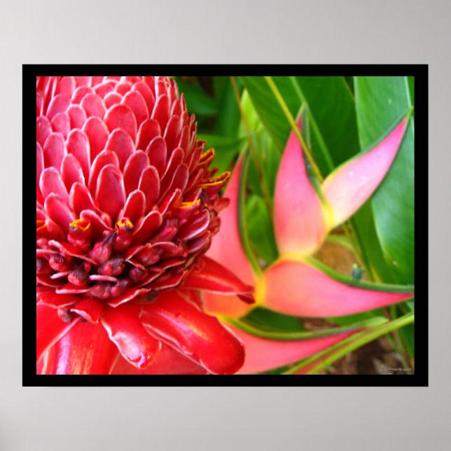 Red Torch Ginger Heliconia Blume Posters Poster (Vorne)