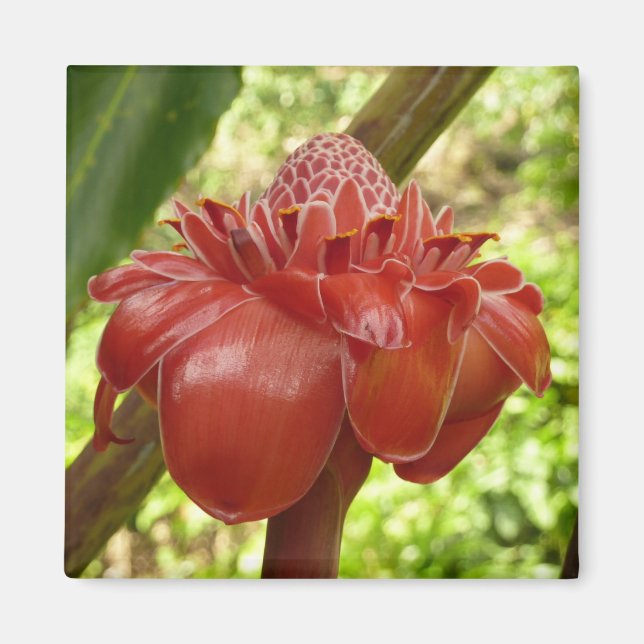 Red Torch Ginger Tropical Flower Fotografie Magnet (Vorne)