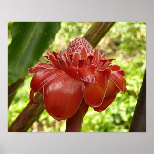 Red Torch Ginger Tropical Flower Fotografie Poster (Vorne)