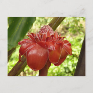 Red Torch Ginger Tropical Flower Fotografie Postkarte