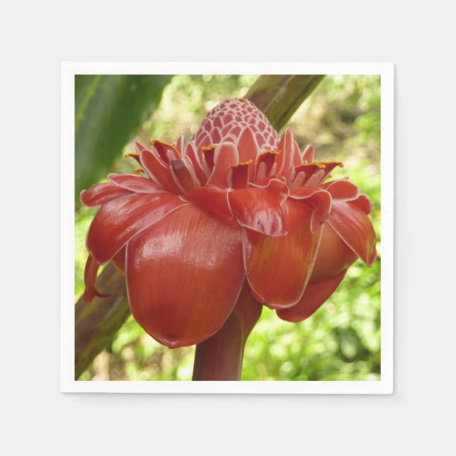 Red Torch Ginger Tropical Flower Fotografie Serviette (Vorderseite)